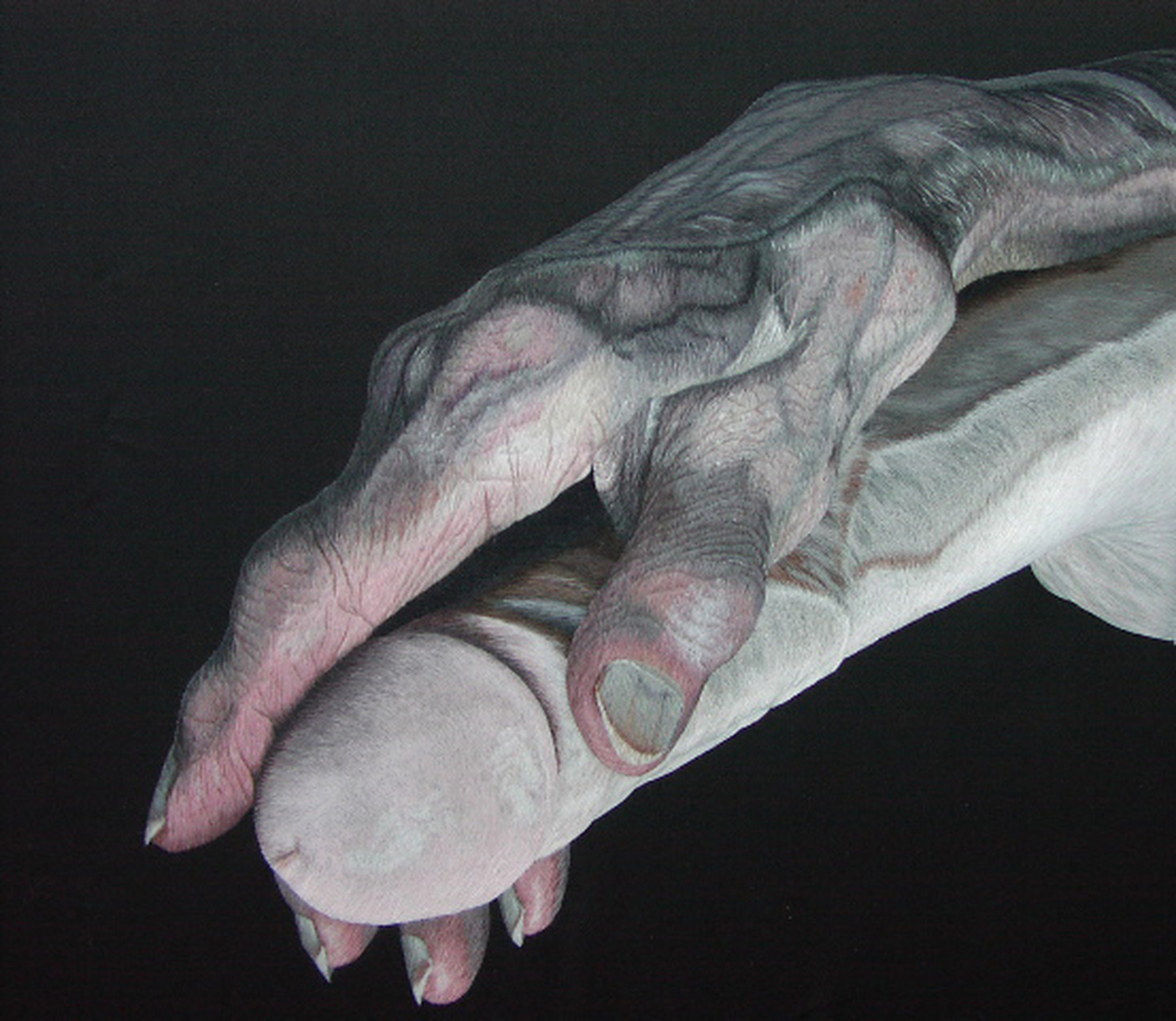 Untitled, 2005 to 2008, Silk on Silk Hand embroidered 50cm X 50cm - Silk on Silk by Tom Bell