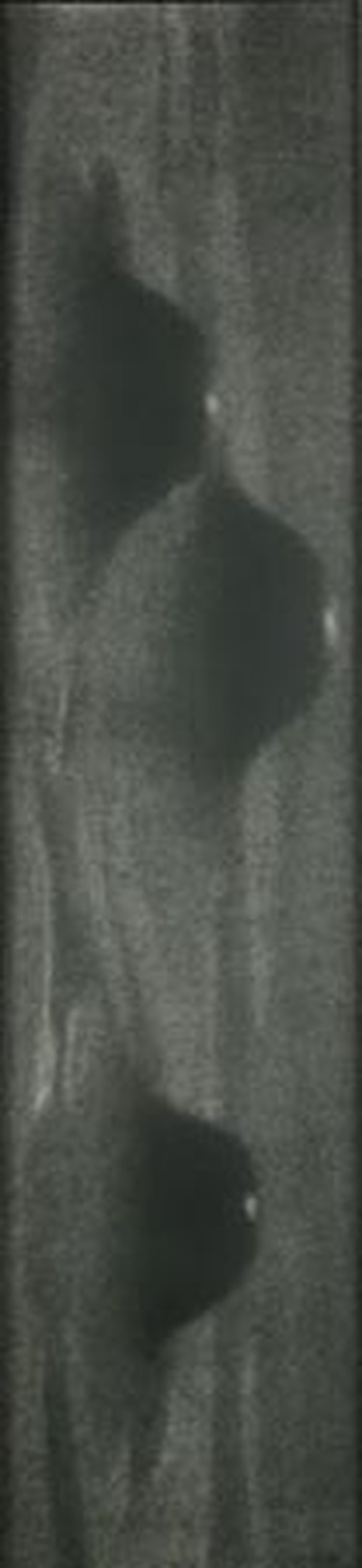 Untitled, Photoetching. paper size: 11-3/16 x 46-1/2 inches (29cm X 118cm), Edition of 1/2. Galamander Press. - Works on Paper by Tom Bell